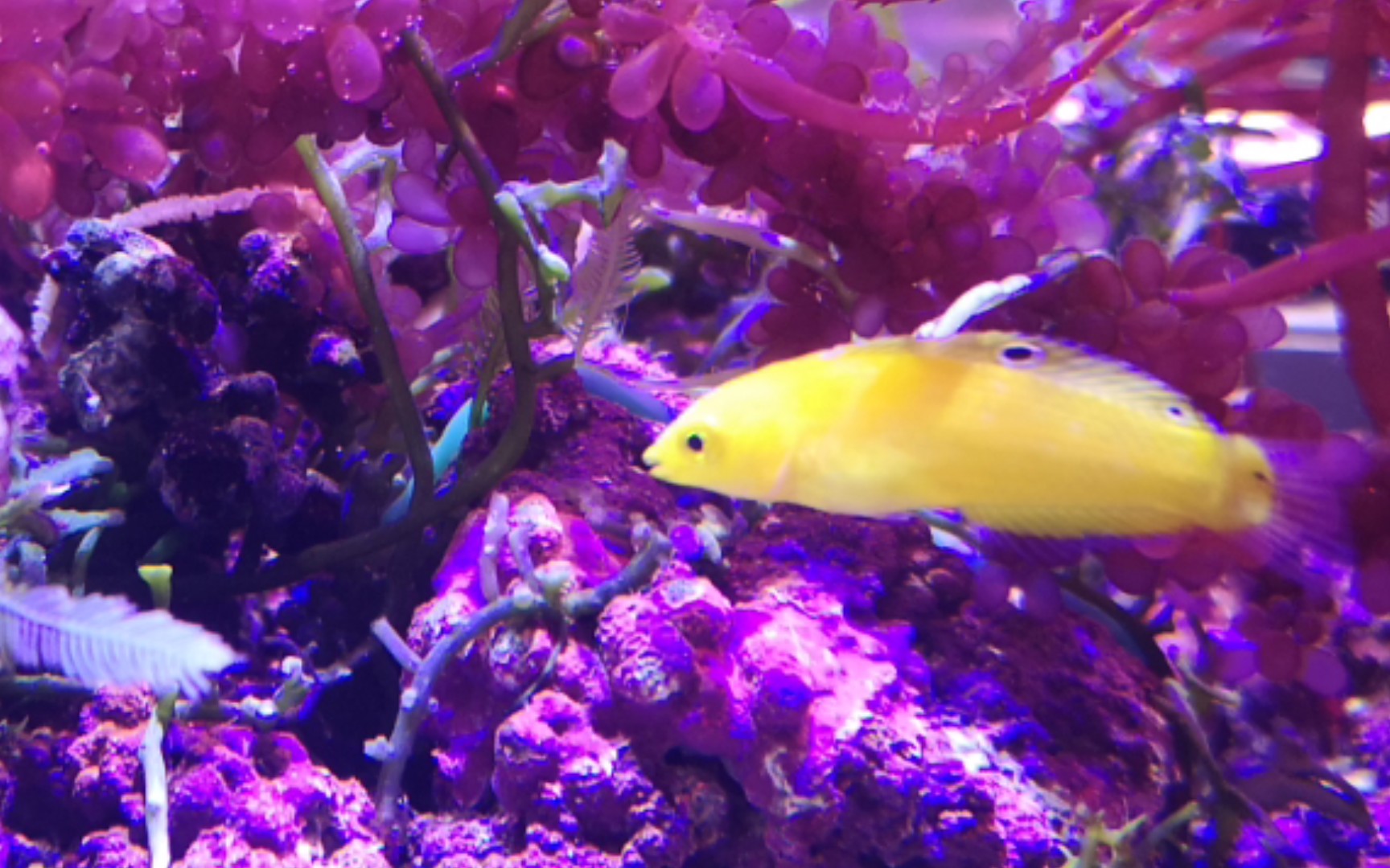 13海猪鱼沙里钻