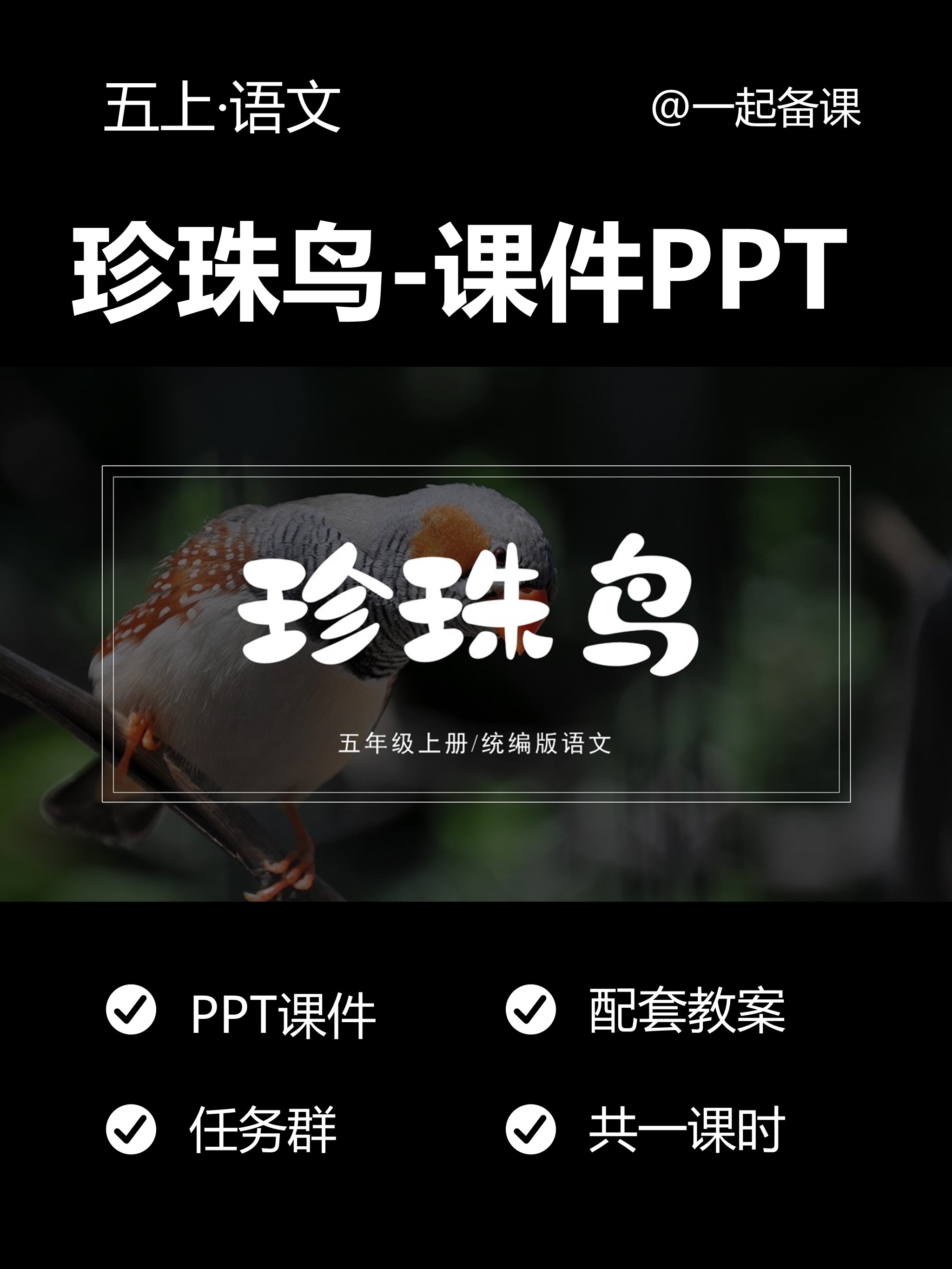 珍珠鸟课文 ppt课件图片