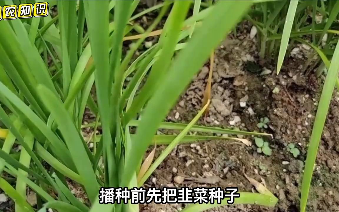 韭菜什么时间种植,为什么要倒茬,怎样移栽稳产高产的秘诀哔哩哔哩bilibili