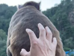 Скачать видео: 猴哥准备发脾气，一看原来是老熟人。