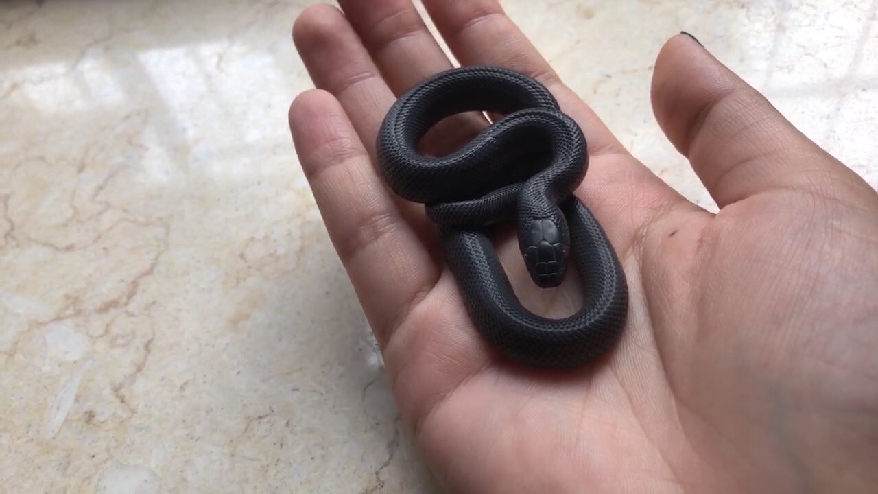 这是谁家的小黑蛇