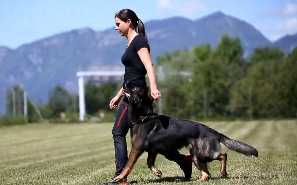 【动物搬运工】德牧系列-漂亮的展示