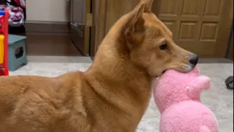 肌肉猛狗的粉嫩小熊
