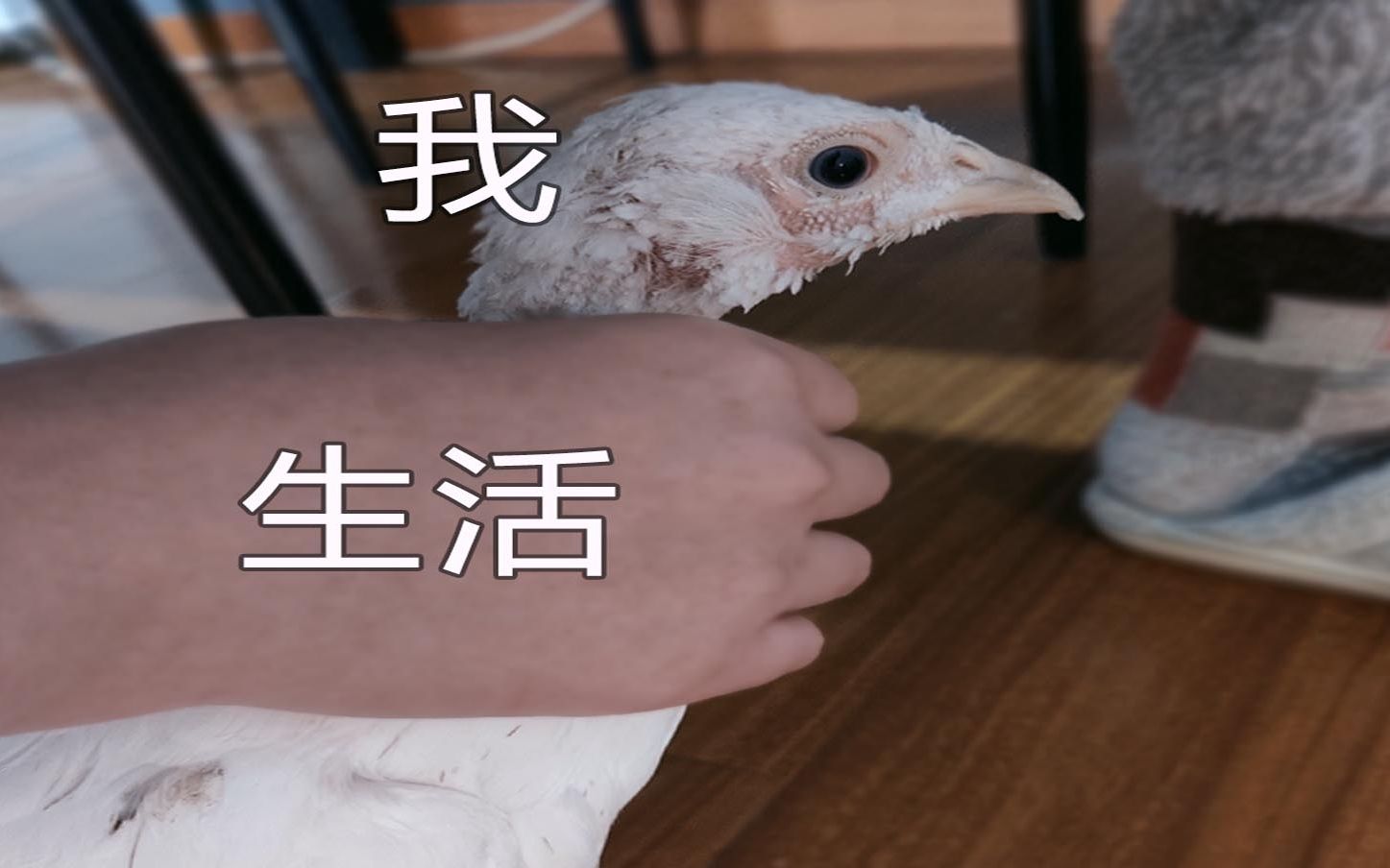 撸鸡——一只被命运扼住咽喉的鸡