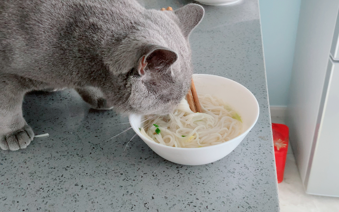 【白鱼と苍狗】在苏州,连猫都爱吃面条2(猫猫是食肉动物,只让它吃了几