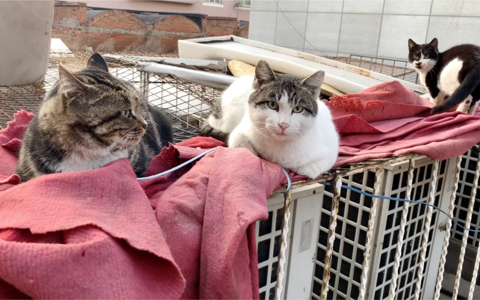 [流浪猫]抱团的一群喵.