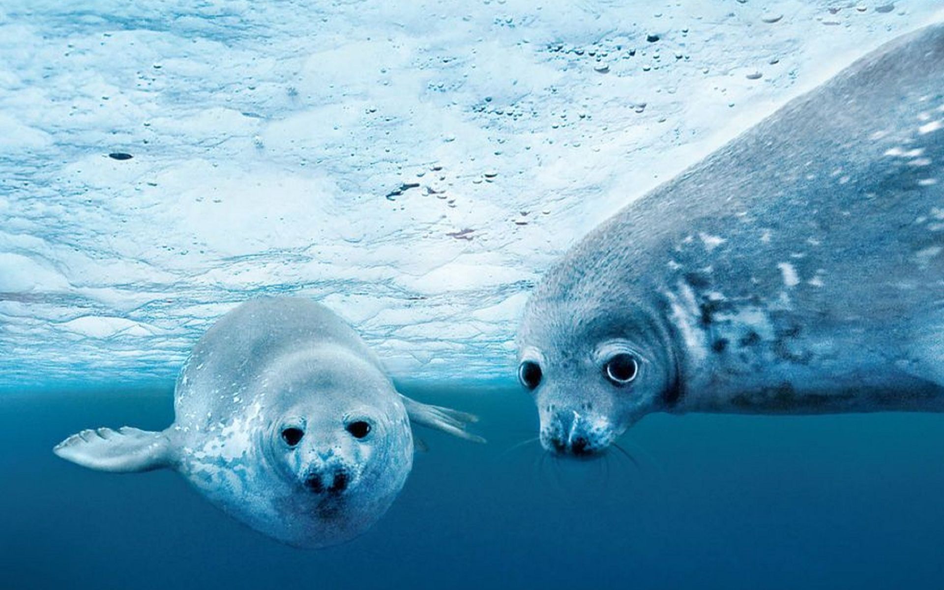 【美丽星球 蓝色海洋】纪录片经典系列之2009年documentary《océans