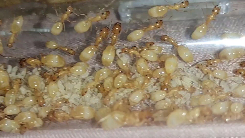 红金(费氏)弓背蚁