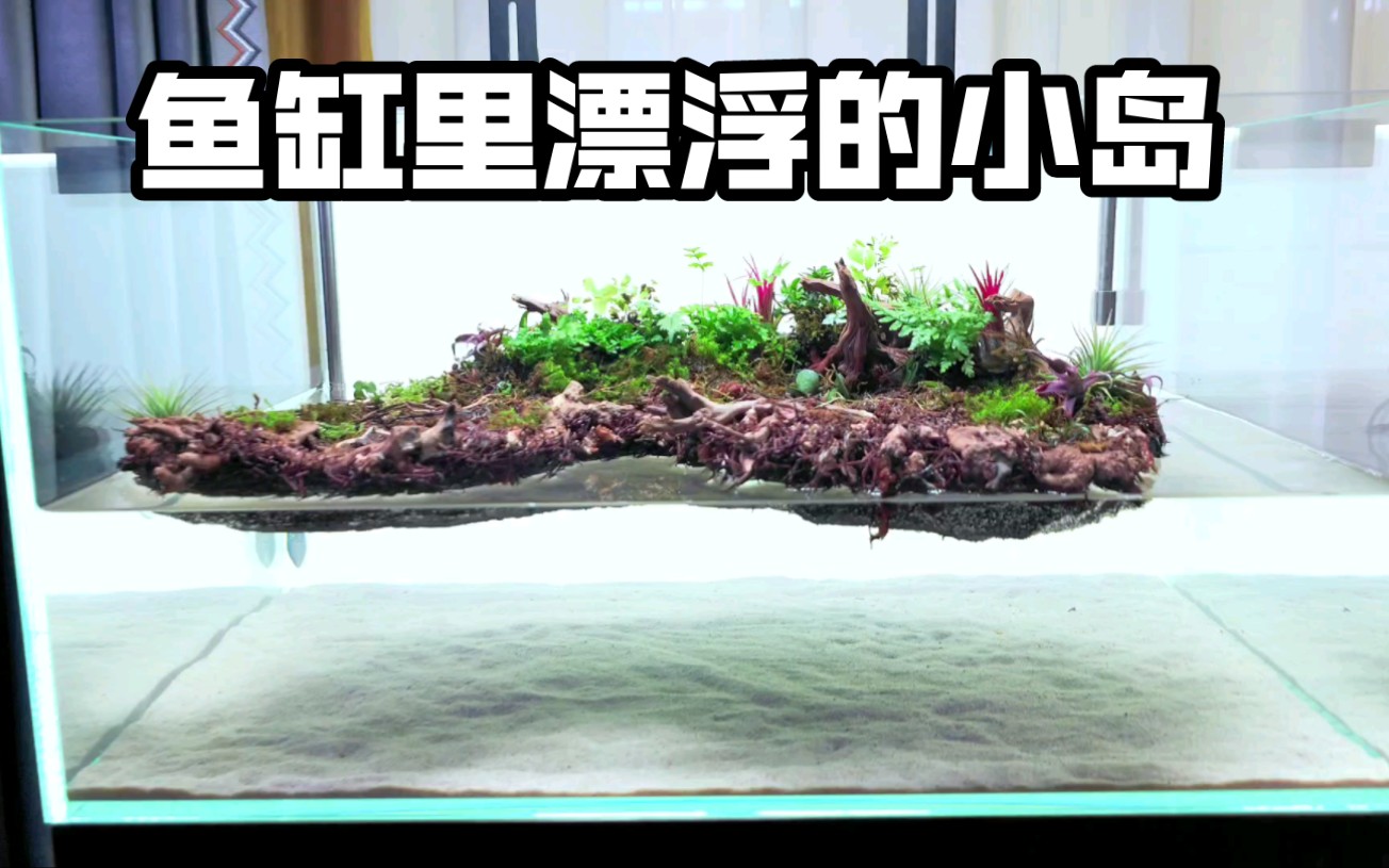 当大家都玩出水面的景观时我决定玩玩飘浮的小岛#鱼缸造景