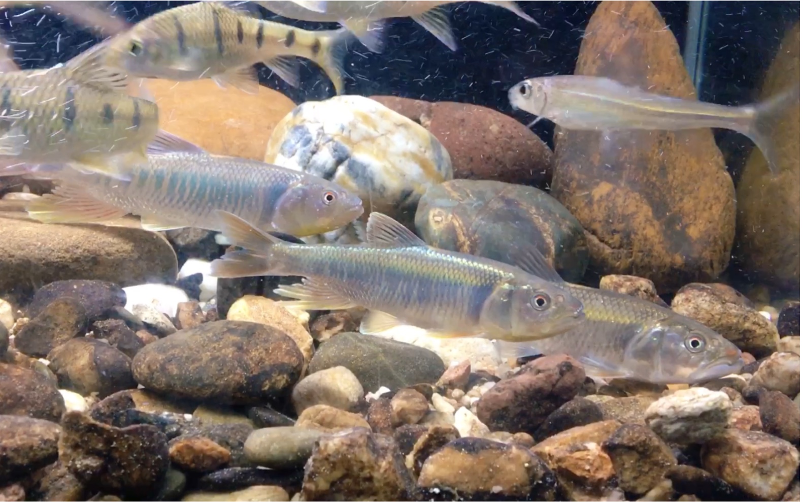 原生缸巨型发色马口