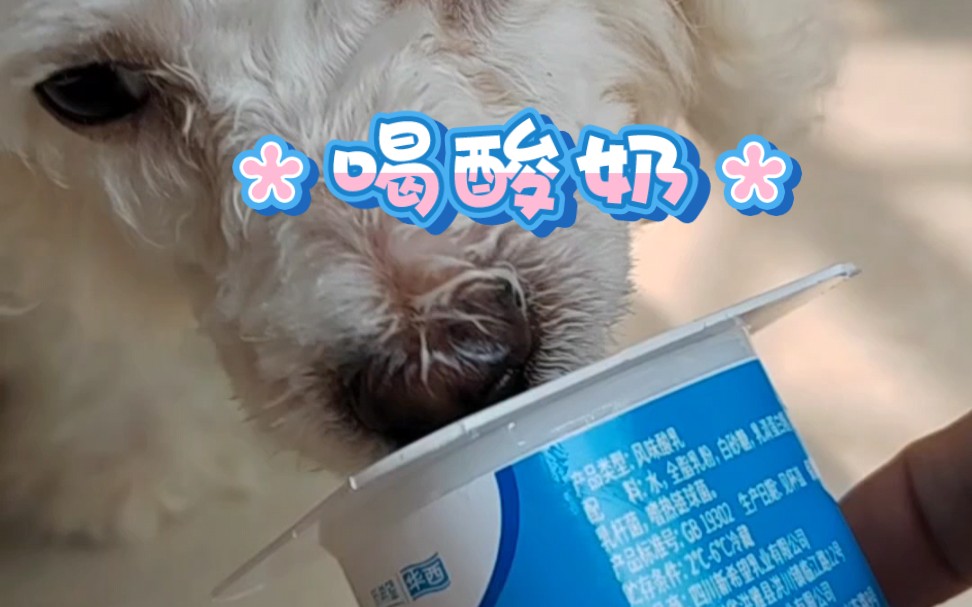 小狗第一次喝酸奶 好美味的亚子