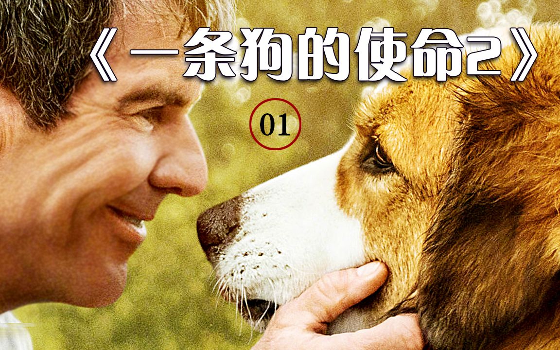 [图]忠犬几经转世 为主完成嘱托#我的观影报告 一条狗的使命2-1