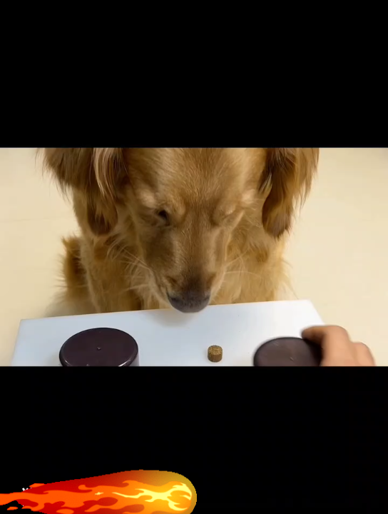 狗子我虽然不是人但你是真的够