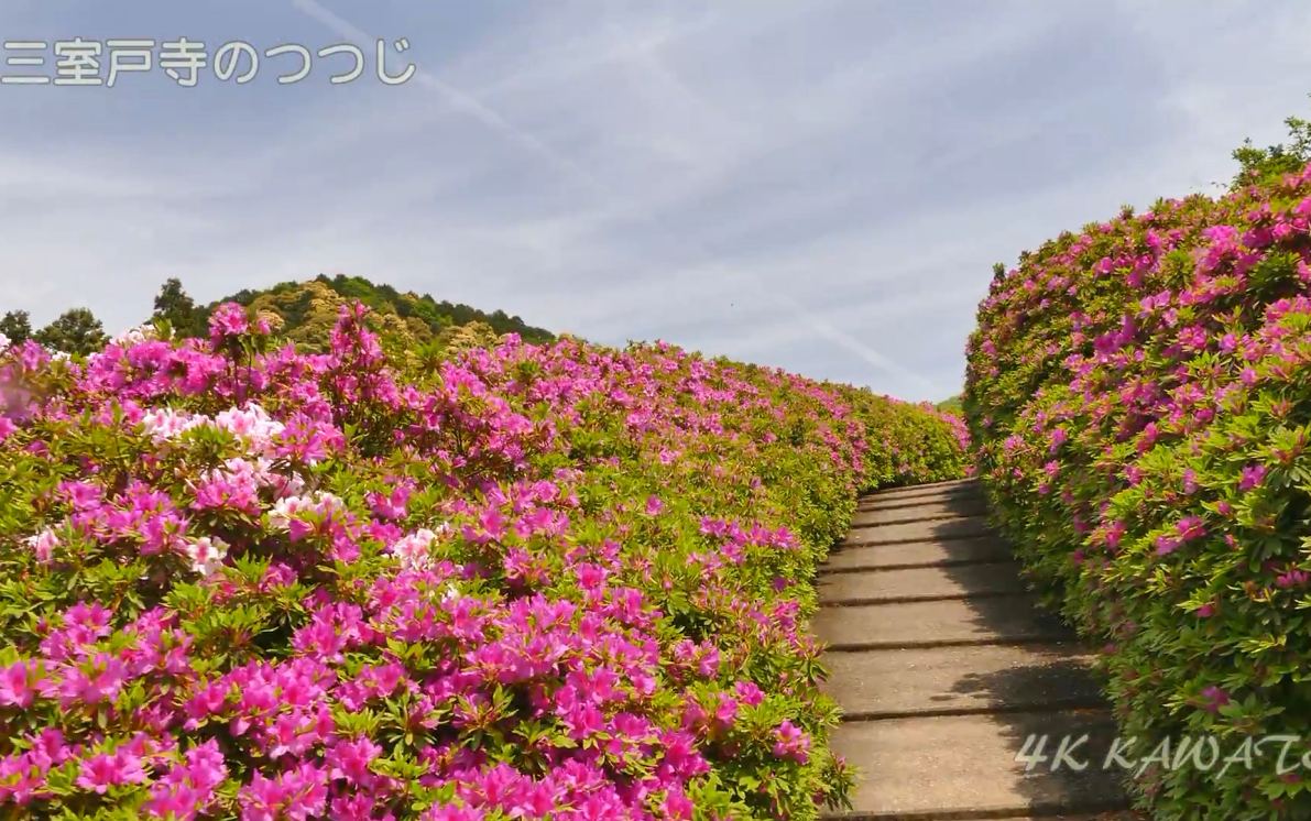 4K 京都 三室户寺 雾岛杜鹃花 2017哔哩哔哩bilibili