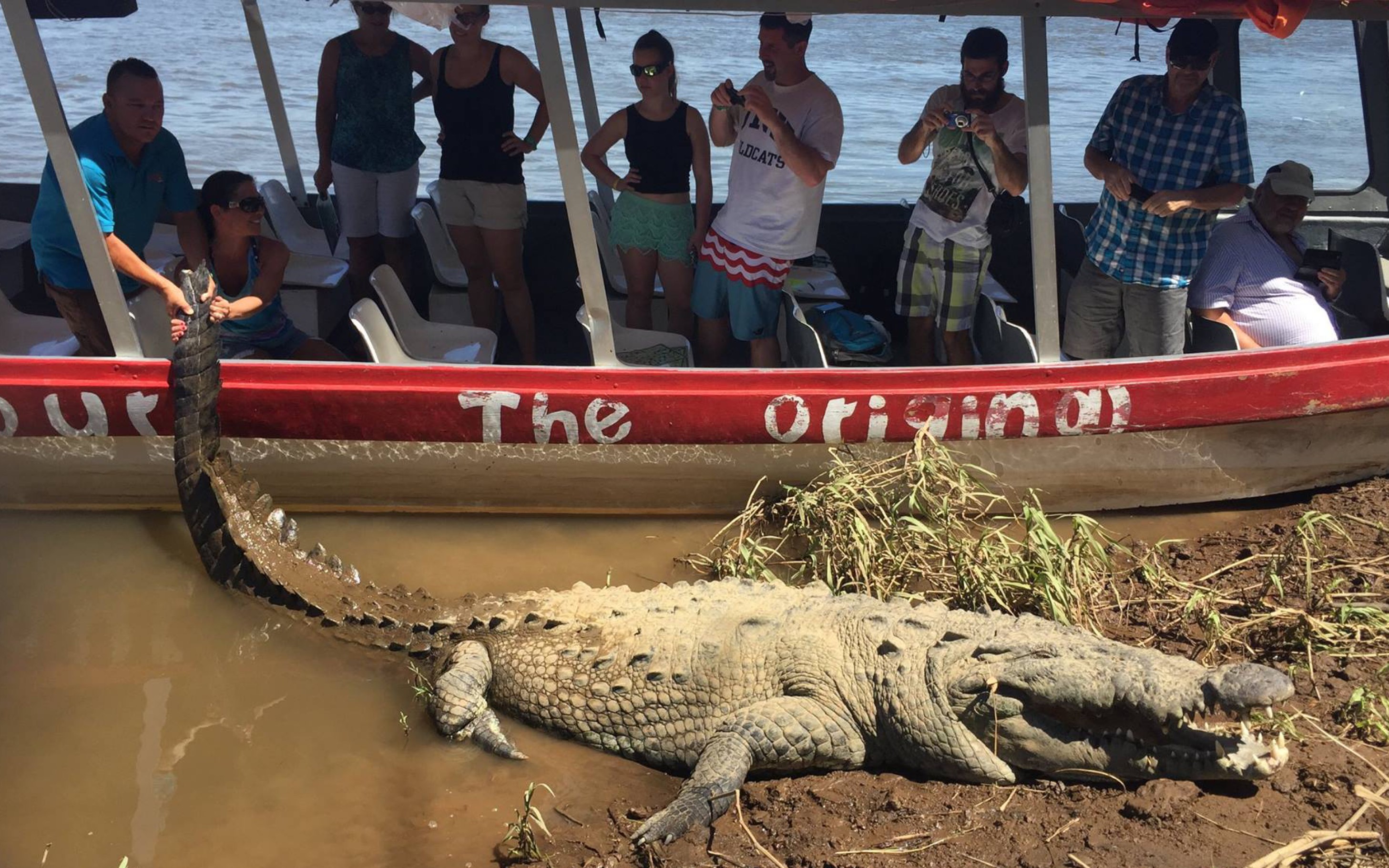 抚摸4.9米的巨型美洲鳄"迈克泰森",哥斯达黎加鳄鱼桥第二大巨鳄