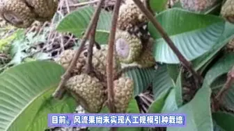 Download Video: 植物√风流果