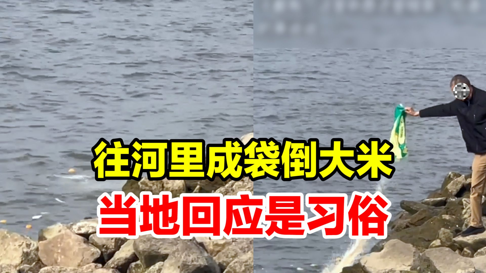 男子往河里倒入成袋的大米,镇政府回应:可能是农村习俗会去处理哔哩哔哩bilibili