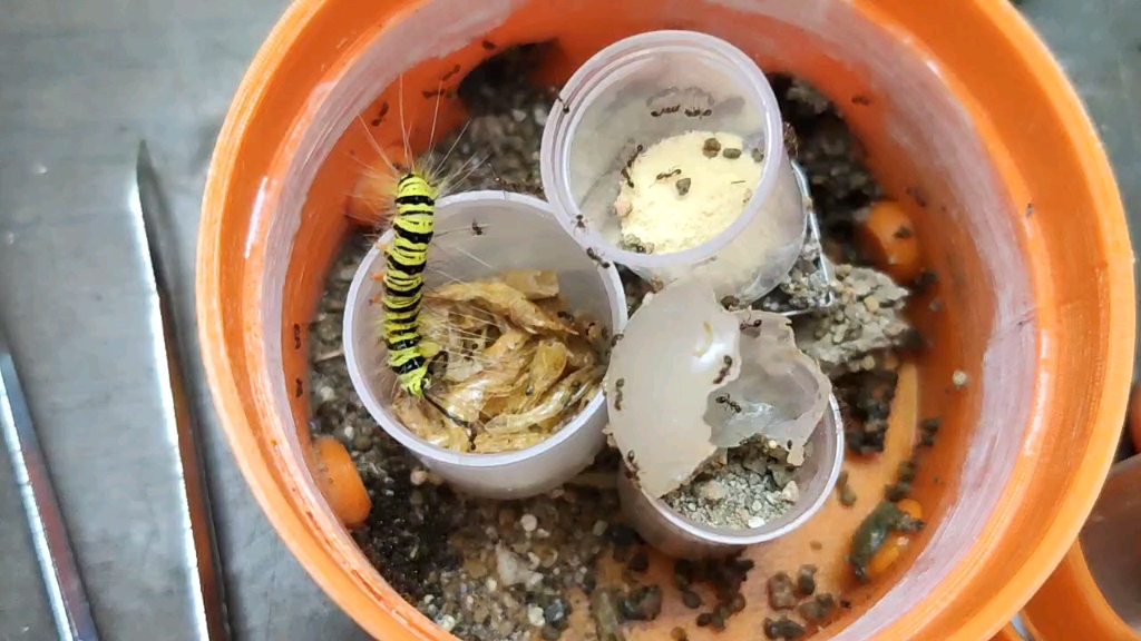 小蚂蚁大战毛毛虫