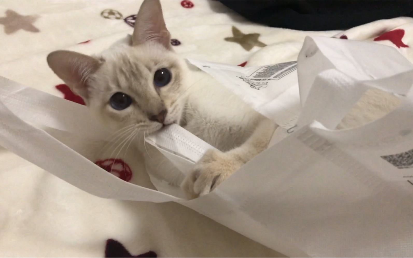 众所周知 猫是一袋一袋的.