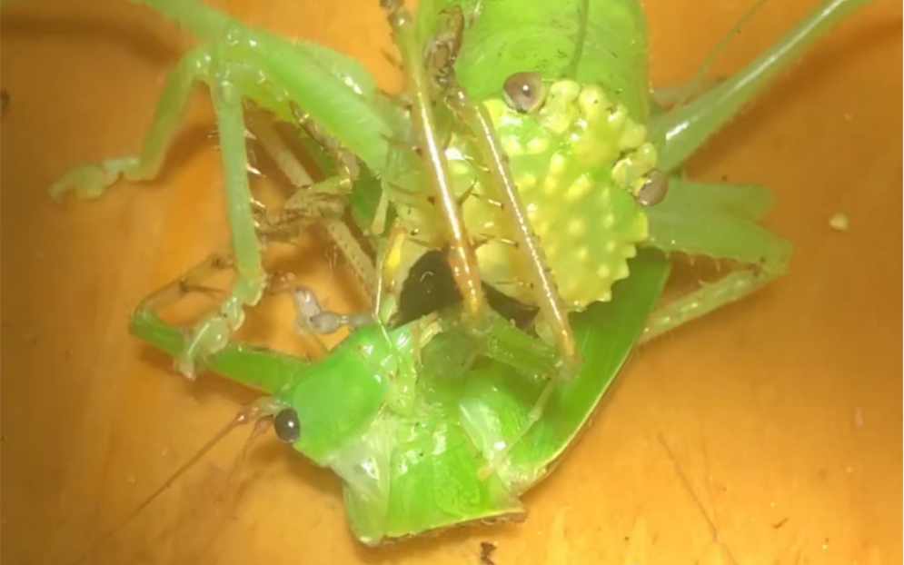 老年麻子脸螽捕捉帆翅似织螽