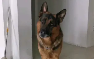 Download Video: 【德牧】如何让警犬一秒警戒