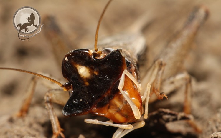 多伊棺头蟋雄性间的基情盛宴_哔哩哔哩 (゜-゜)つロ 干杯~-bilibili