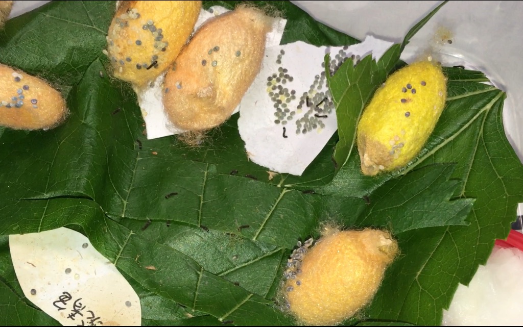 崩溃了…彩茧蚕卵突然孵出上百条小蚕 up已不知所措