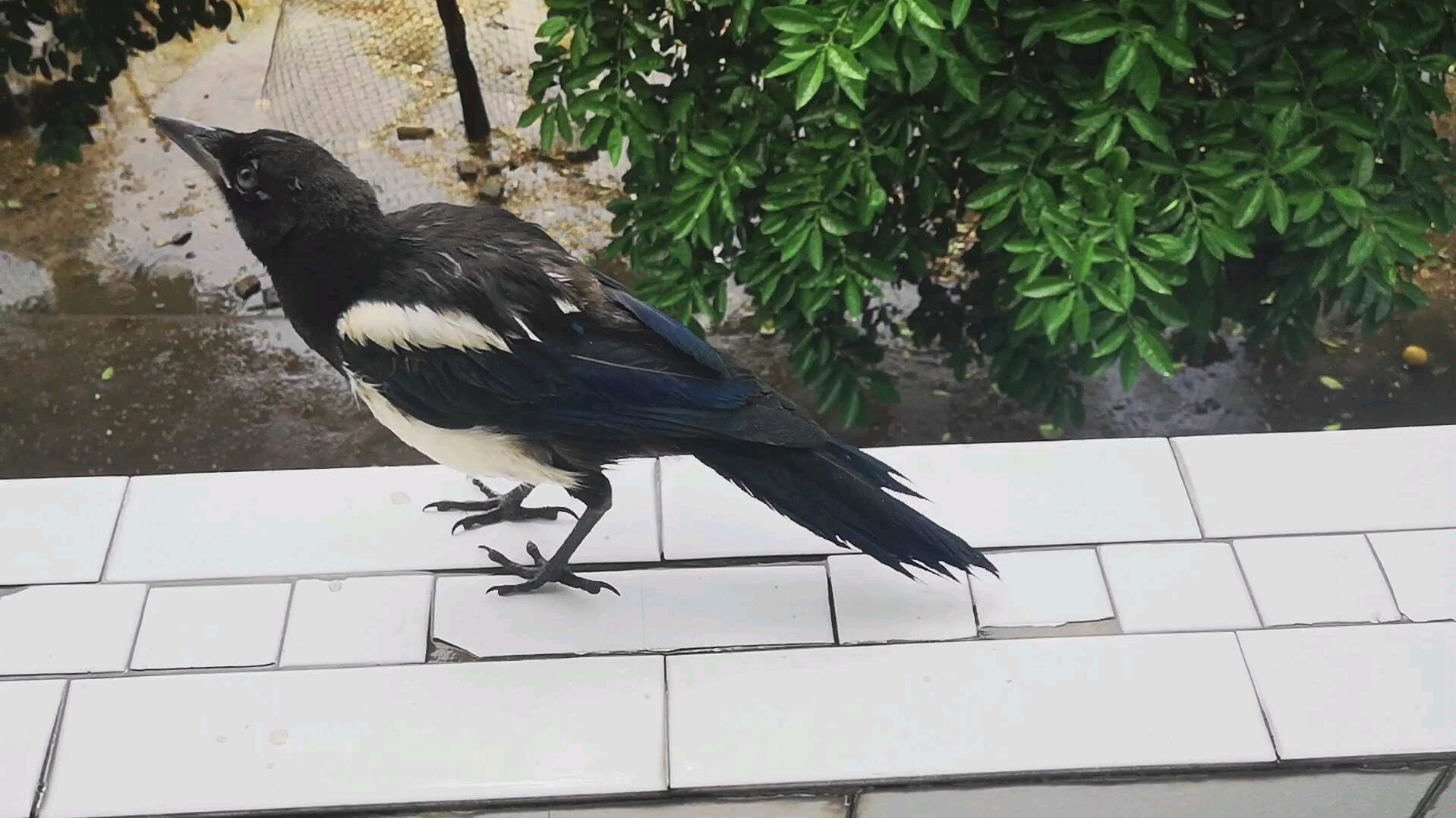 【喜鹊】春雨里洗过的太阳和鸟儿.下了一场太阳雨,啾啾出来撒欢啦!羽毛真的超级超级漂亮.原来真的有五彩斑斓的黑.哔哩哔哩bilibili