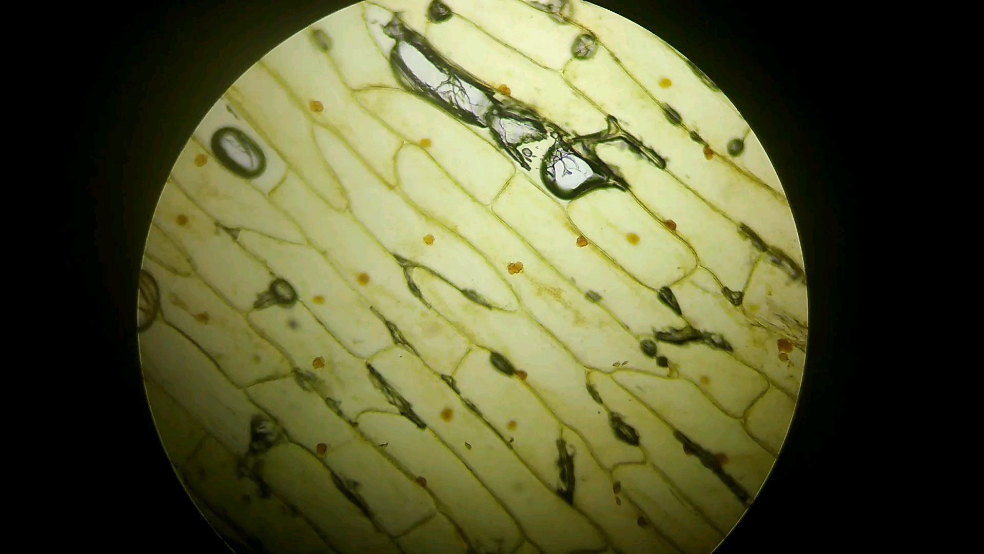 洋葱叶肉细胞图片