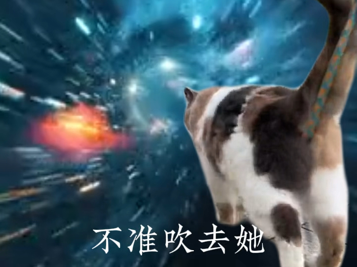 偶遇三花猫哔哩哔哩bilibili