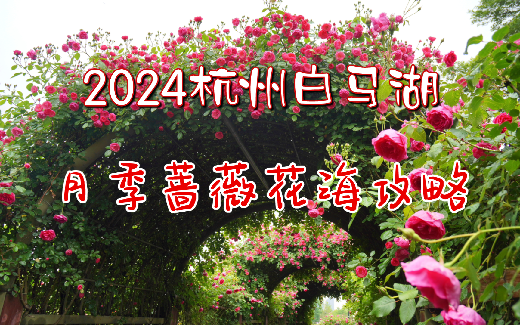 2024杭州白马湖二期月季蔷薇花海攻略哔哩哔哩bilibili