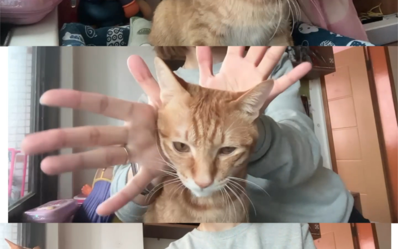 加了个班~送了个娃上课~再逗了个喵#flower #jisoo #猫星人#喵星人