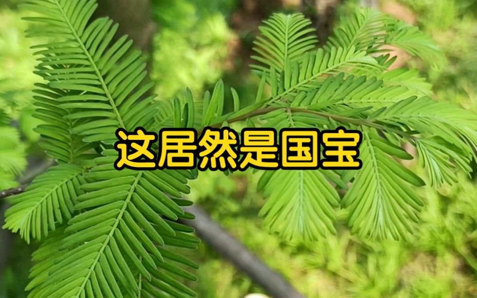 水杉,中国三大植物活化石之一哔哩哔哩bilibili