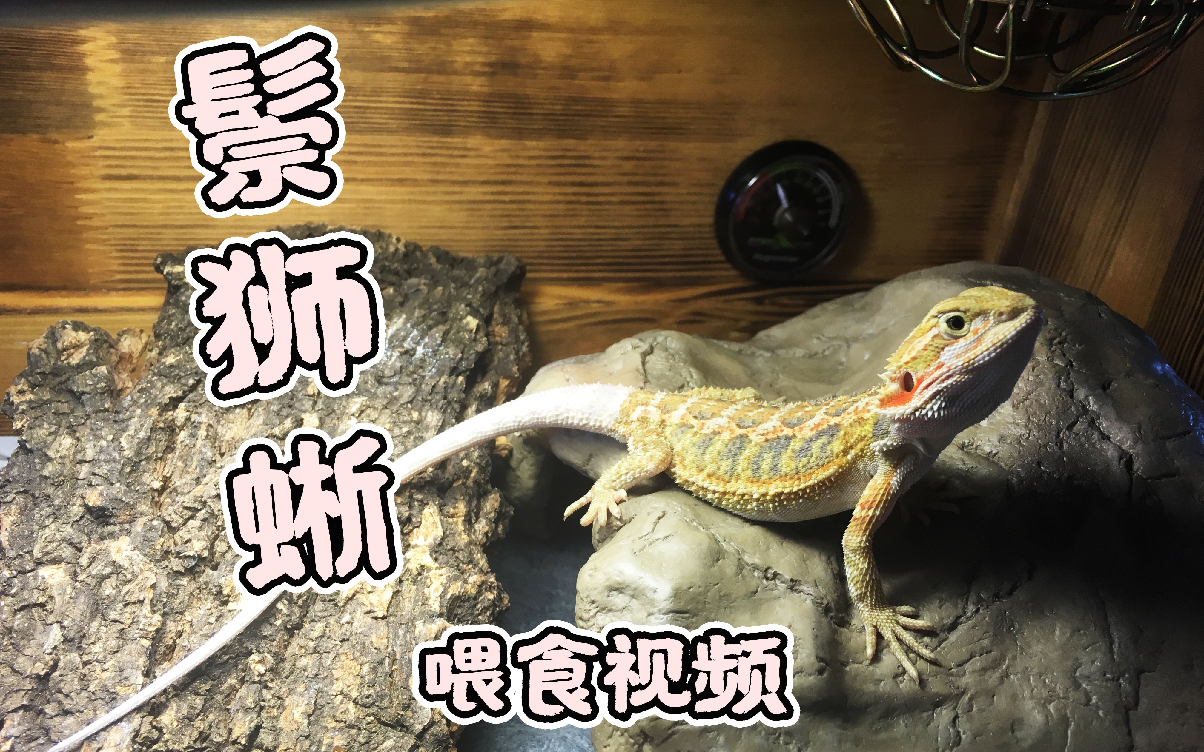 活动  【鬃狮蜥】搞音乐不如养小动物,他的名字叫史矛革.