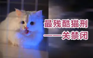 Download Video: “他可是只流浪猫啊，哪儿来的项圈”