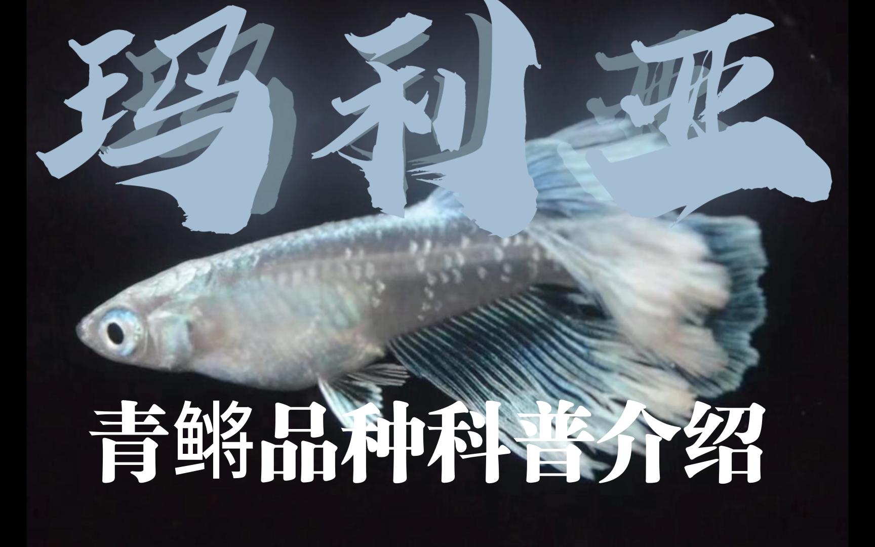 【观背青鳉】青鳉品种知识科普介绍-玛利亚(上)