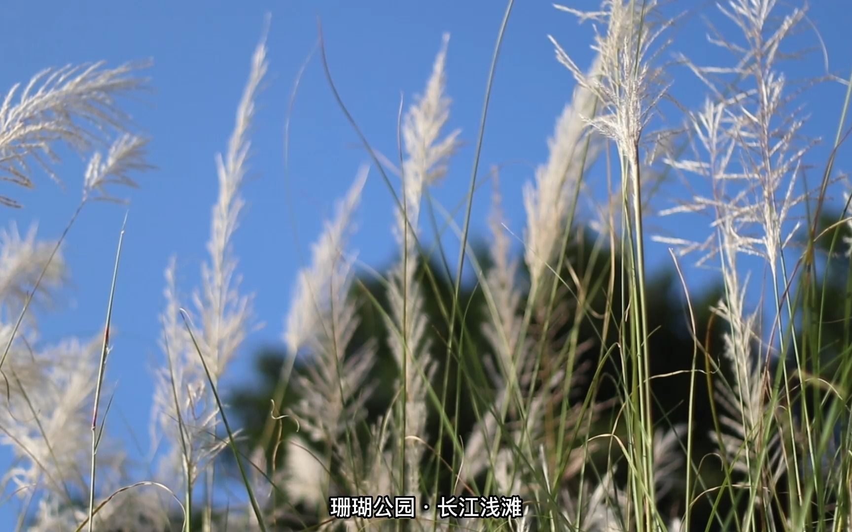 [图]这里是珊瑚公园下面长江的浅滩，有很大一片的草原，就位于菜园坝长江大桥之下，值得推荐，是休闲钓鱼的好去处！