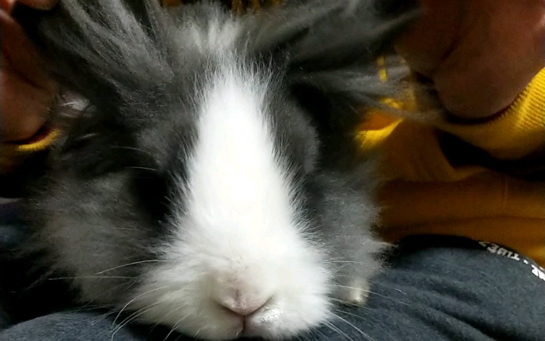 【蝴蝶兔】罕见变异品种蝴蝶兔炒鸡萌出一锅血~_哔哩哔哩 (゜-゜)つロ