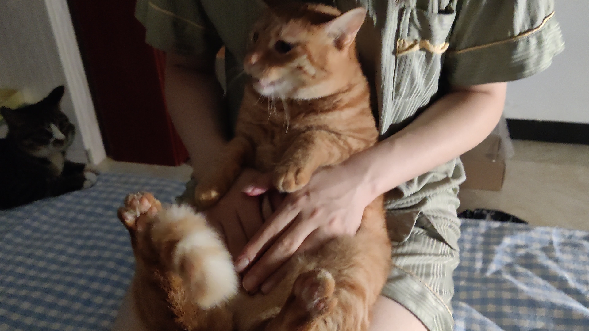 8.12】臭屁超凶,是不可以摸肚肚的小猪咪啊