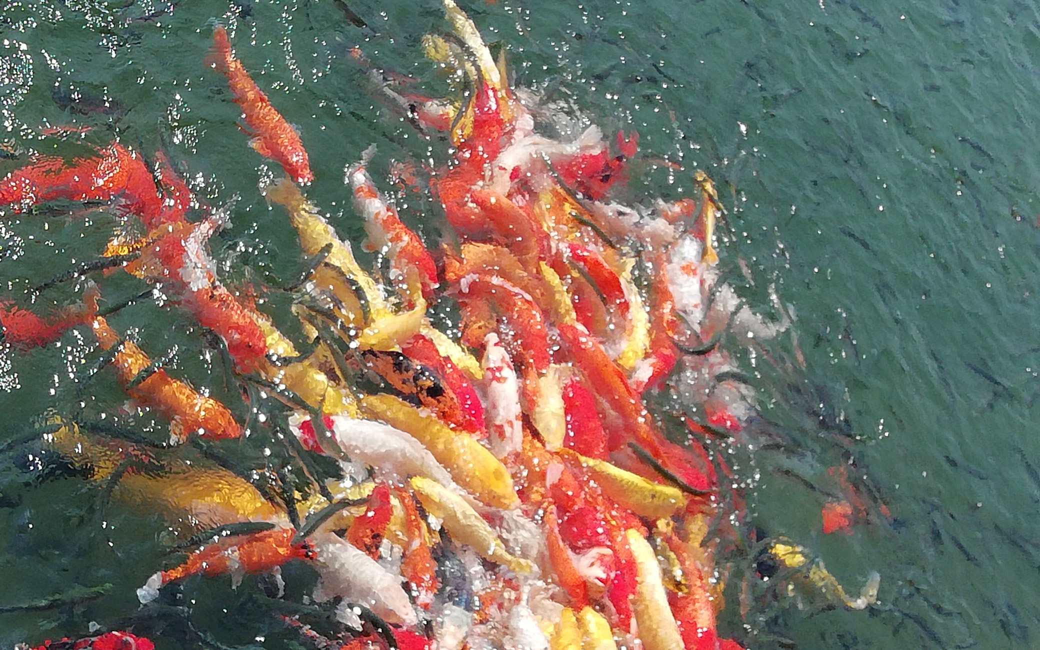 波光粼粼锦鳞游泳