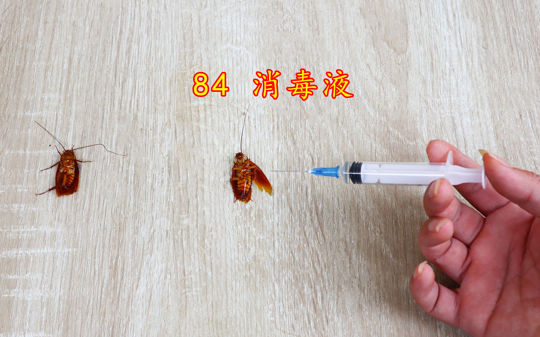 将84消毒液注射给蟑螂会发生什么仅一秒蟑螂挂了