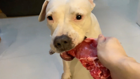 沉浸式喂狗三:看比特犬小白吃肉真是一种享受!