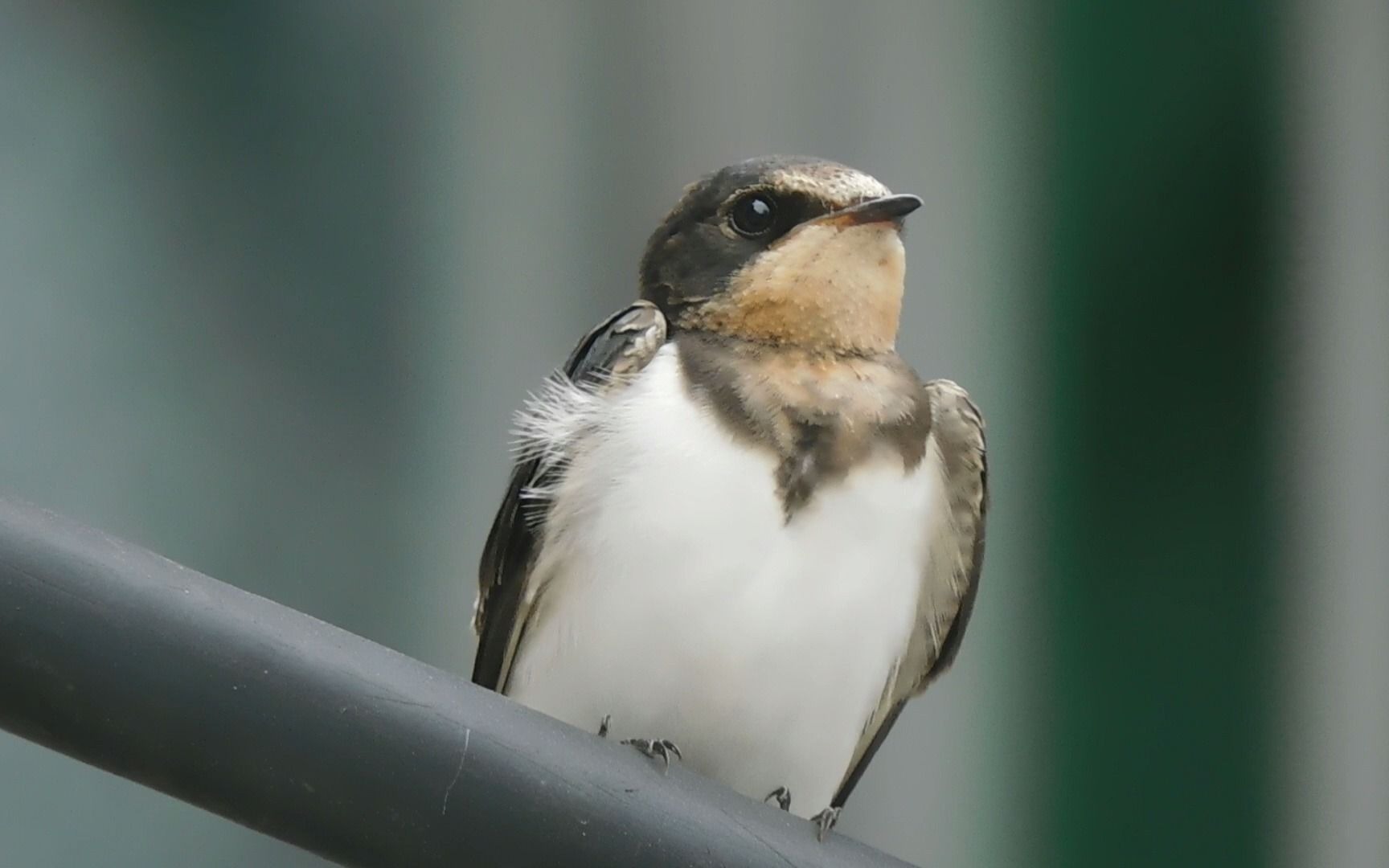 燕子亚成鸟吐舌头