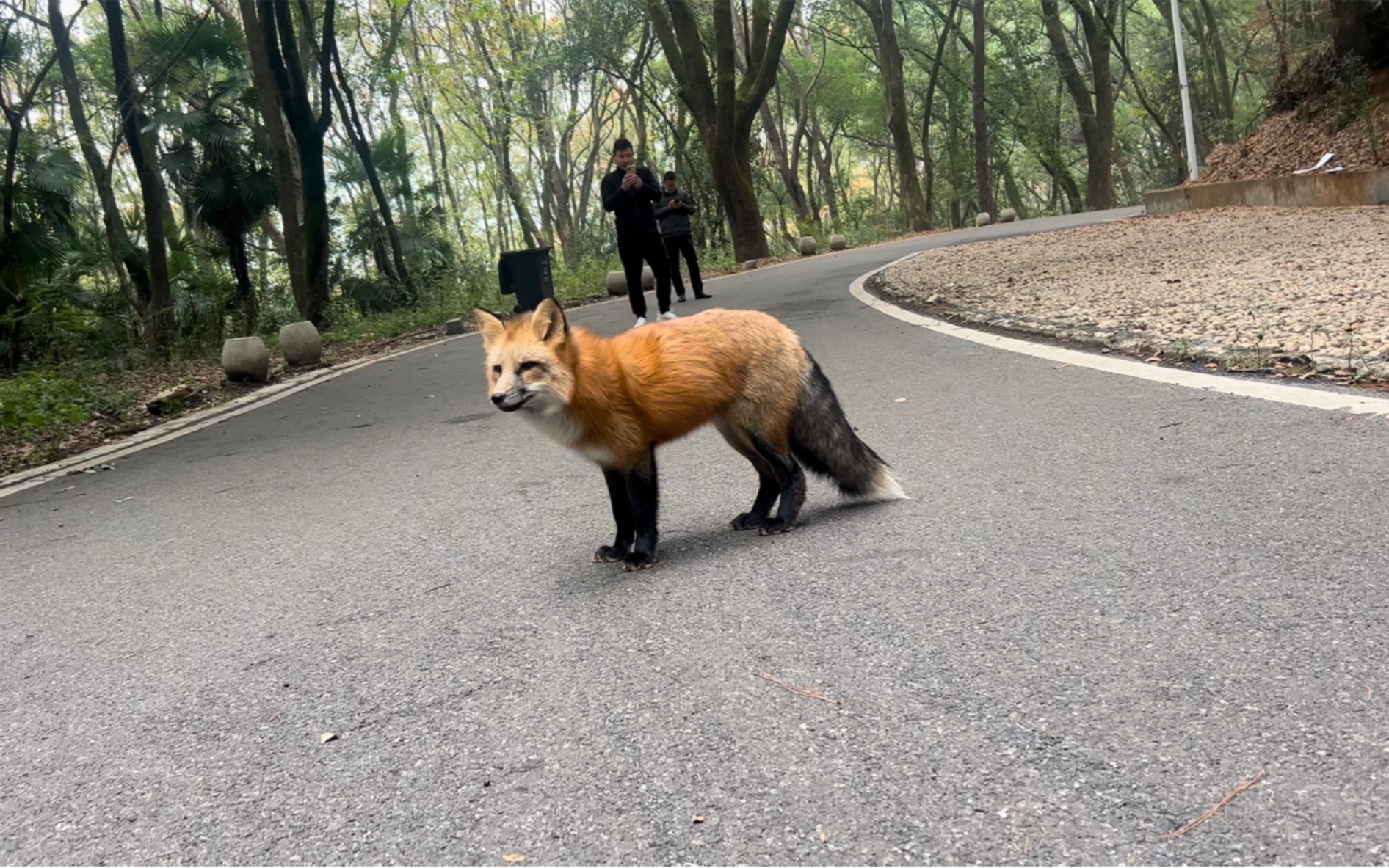 [图]捕捉珞珈山野生狐狸一枚