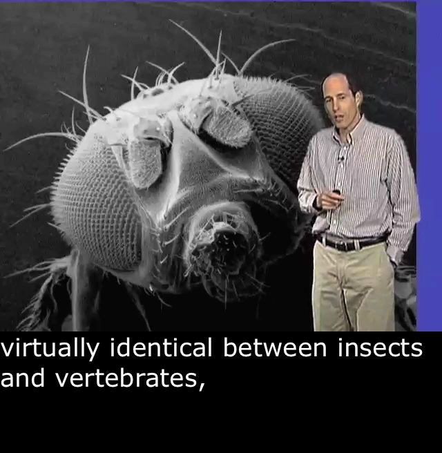 【神经科学公开课】脊椎动物的视网膜、光感受器和色觉(英文字幕)哔哩哔哩bilibili