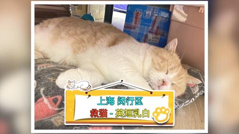 带猫出门一定要检查好航空箱 猫包 是否结实 避免类似的情况发生 哔哩哔哩 带猫出门一定要检查好航空箱 猫包 是否结实 避免类似的情况发生 哔哩哔哩