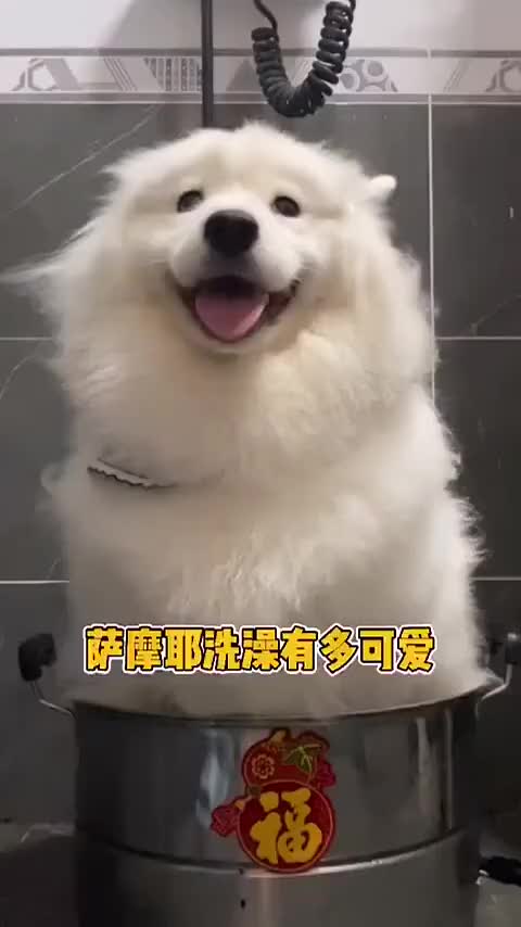 记得微博视频哔哩哔哩bilibili