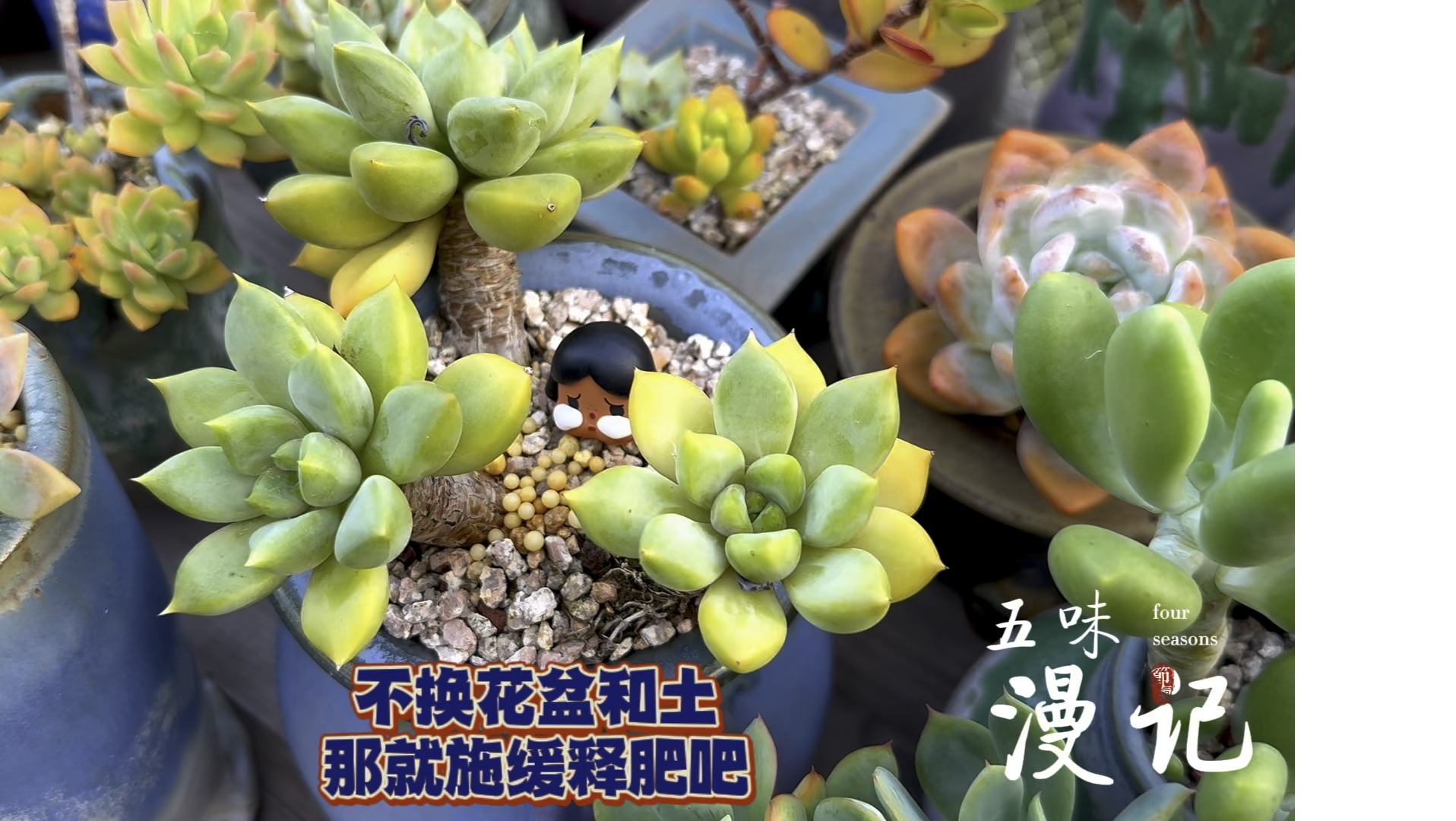 红象牙度夏无压力;不换盆土,施缓释肥也会让多肉更健康生长,看看秀妍