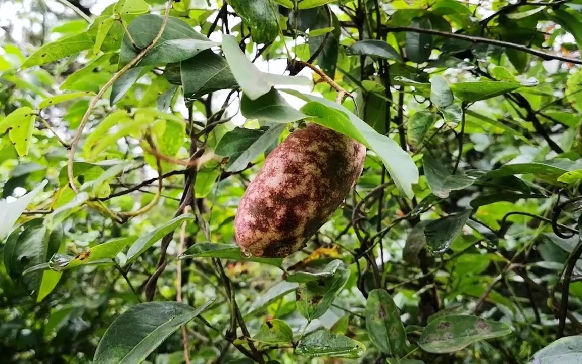 大山里野生水果——八月瓜