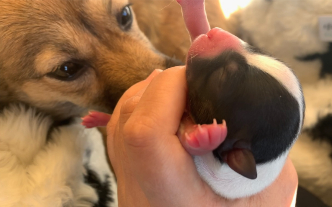 刚出生的狗仔好可爱!